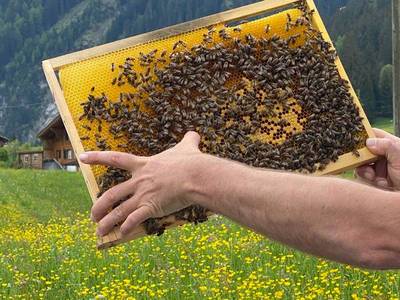 Bienen Patenschaft 2023